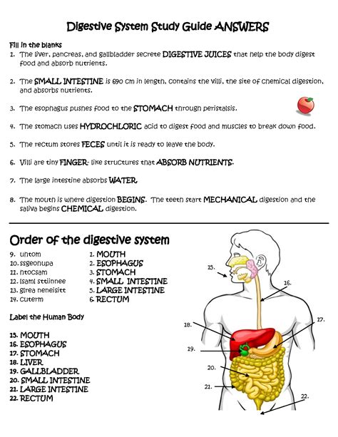 Image result for Digestive System Lab Answers Key