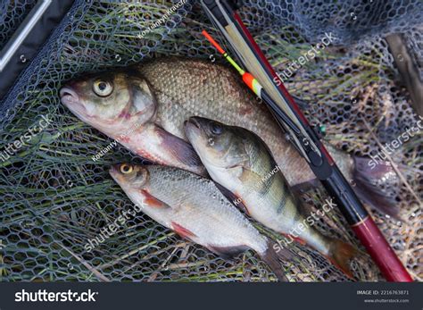 Image result for Perch and Triwl