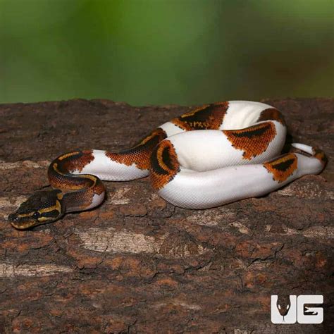 Image result for Pumpkin Pie Ball Python