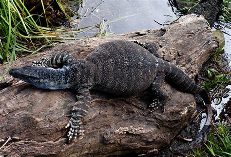 Image result for Australian Monitor Lizard
