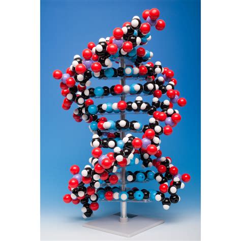 Image result for DNA Model