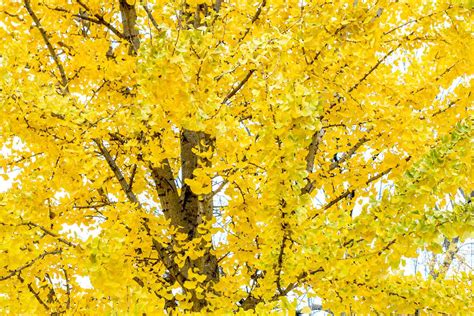 Image result for Ginkgo Tree Fall Color
