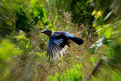 Bird Dog Keiser に対する画像結果