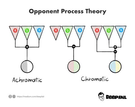 Image result for Opponent Process Theory Vision Reflect