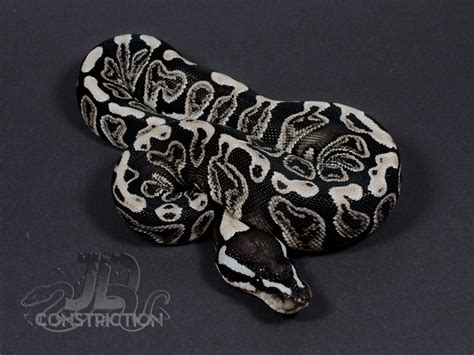 Image result for Ghi Axanthic Ball Python