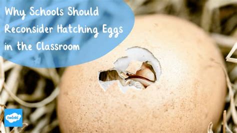 Java Chicken Hatching Eggs に対する画像結果