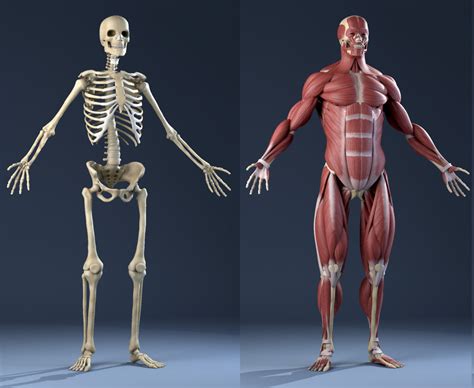 Toradh íomhá ar Human Skeleton Images 3D