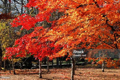 Image result for Maple Tree Fall Color