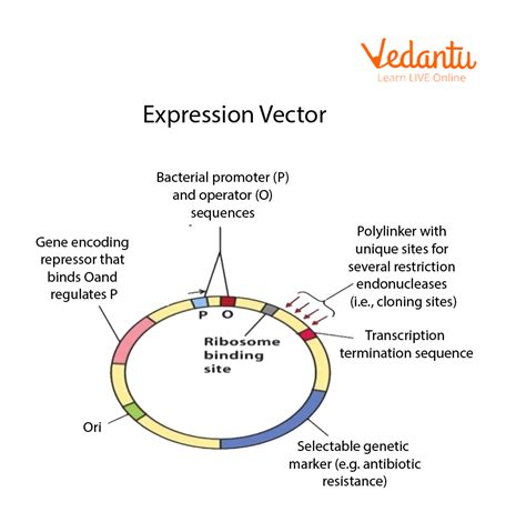 Image result for E. Coli Expression Vector