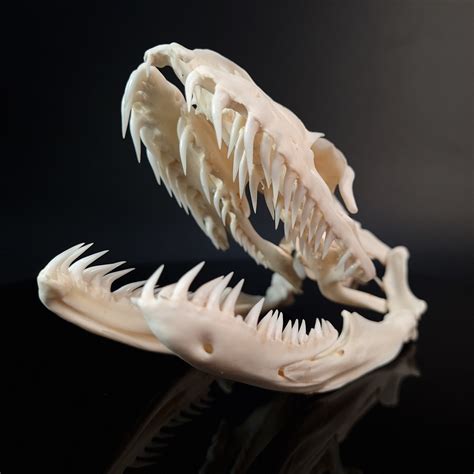 Big Python Skull に対する画像結果