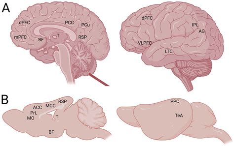 Résultat d’images pour Prefrontal Cortex Mouse Brain