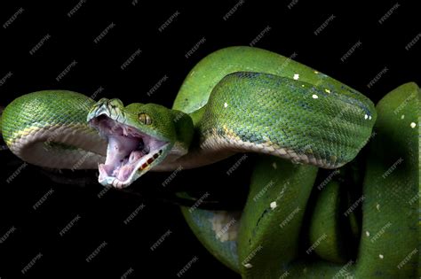 Image result for Green Tee Python Teeth
