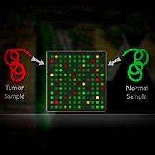 Toradh íomhá ar How to Analyse Microarray Data