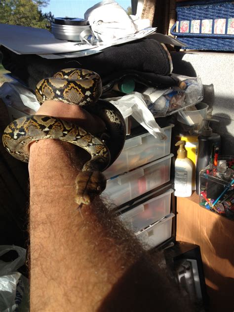 Image result for Normal Retic Python's