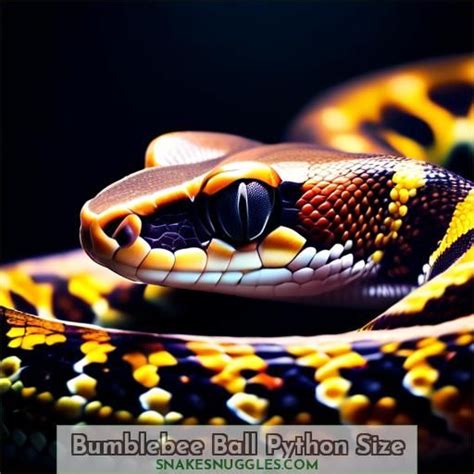 Bumblebee Python Eggs に対する画像結果