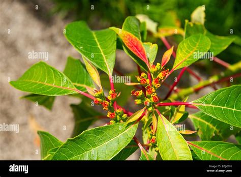 Image result for Nectaries Photo