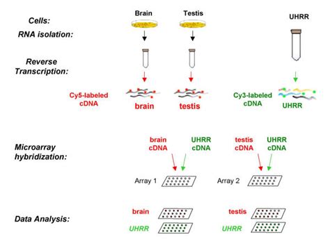 Two Colour RNA Microarray に対する画像結果