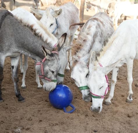 Image result for Bison Enrichment Ball