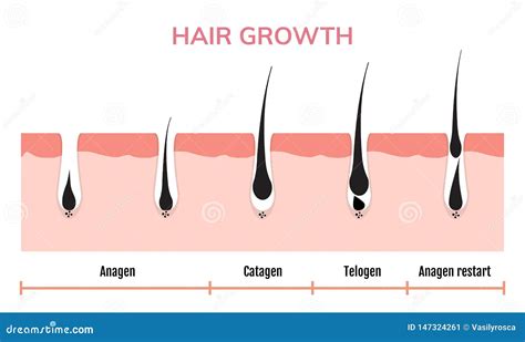 Afbeeldingsresultaten voor Skin Growth Cycle