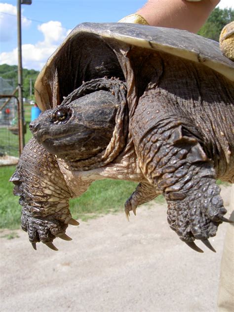 Afbeeldingsresultaten voor How to Move a Snapping Turtle