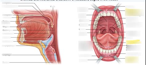 Image result for Ingesting Phase