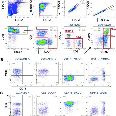Image result for Lymphoma Flow Cytometry Panel