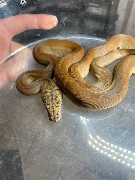 Toradh íomhá ar How to Read a Reticulated Python's Body Language