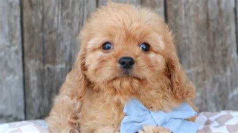 Image result for Cockapoo Puppy Breeders