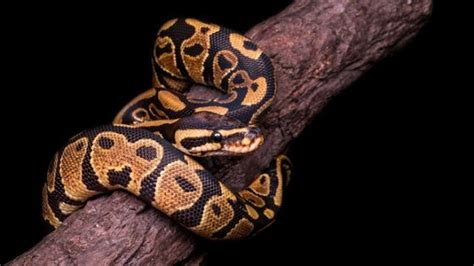 Image result for Ball Python Climbing Trees