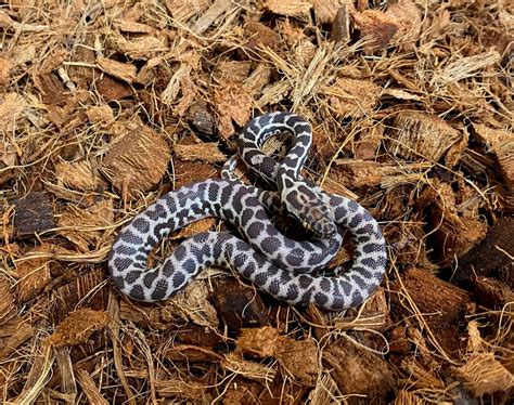 Stimson Python Adaptations に対する画像結果