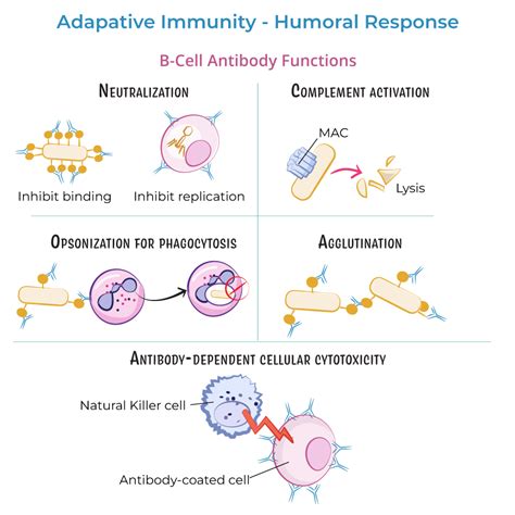 Humoral Cellular Immunity に対する画像結果