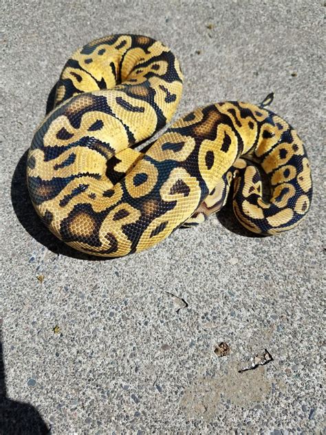 Image result for Pastel Maple Ball Python