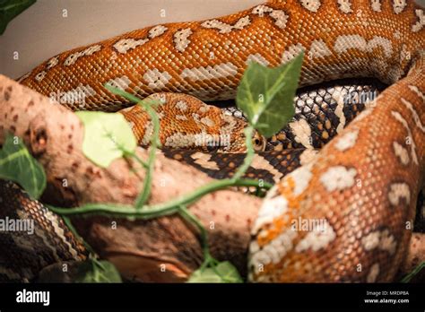 Image result for Bredli Carpet Python