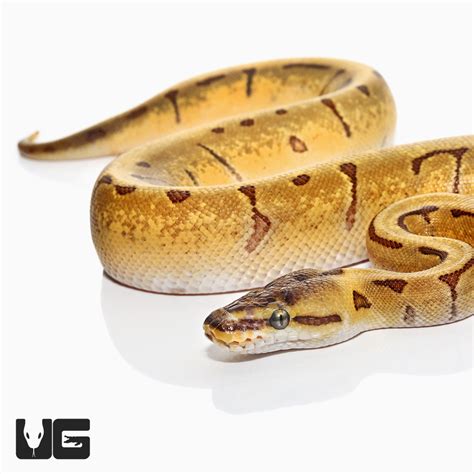 Afbeeldingsresultaten voor Splatter Ball Python