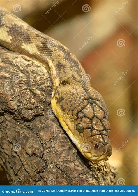 Timor Python Retic માટે ઇમેજ પરિણામ