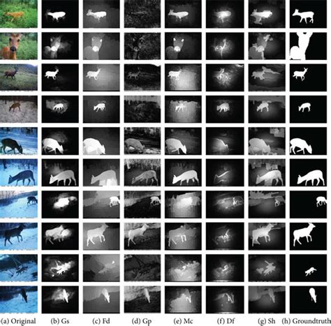 Image result for Object Detection Animal