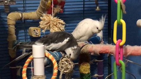 Image result for Cockatiels Playing