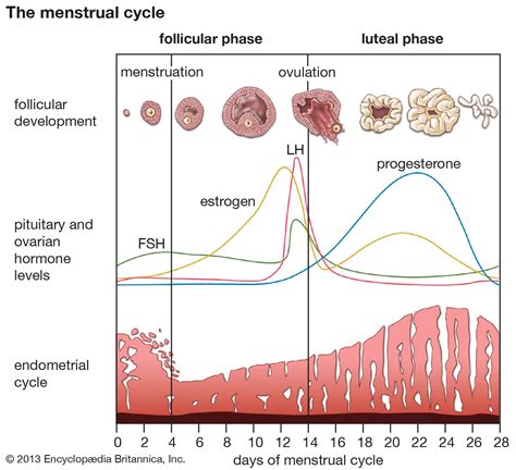 Image result for Follicular Phase Diagram
