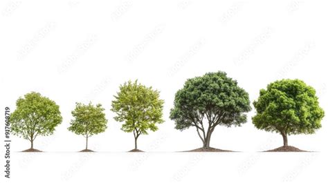Stages of Tree Growth に対する画像結果