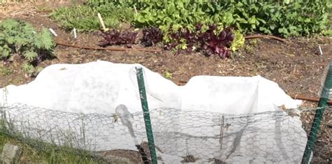 Afbeeldingsresultaten voor How to Keep Chipmunks From Garden