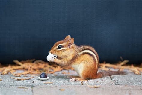 Afbeeldingsresultaten voor How to Keep Chipmunks From Garden