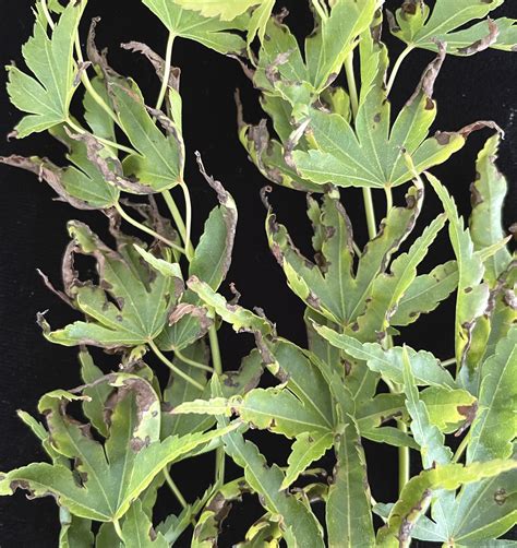 Image result for Red Maple Tree Problems