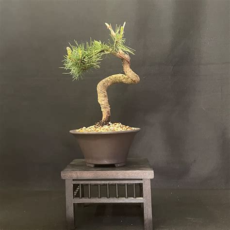 Toradh íomhá ar Scots Pine Tree Table