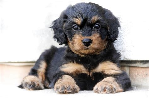 Cavapoo Puppies Breeders に対する画像結果