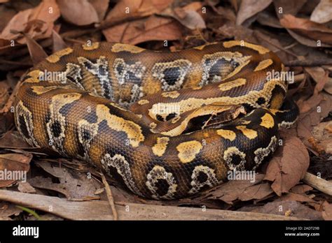 Afbeeldingsresultaten voor Red X Short-Tailed Python