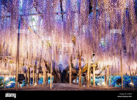 Afbeeldingsresultaten voor Tree of Life in Avatar Printable