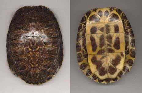 Turtle Shell Referrence に対する画像結果
