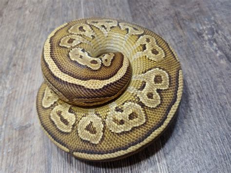 Toradh íomhá ar Bongo Ball Python