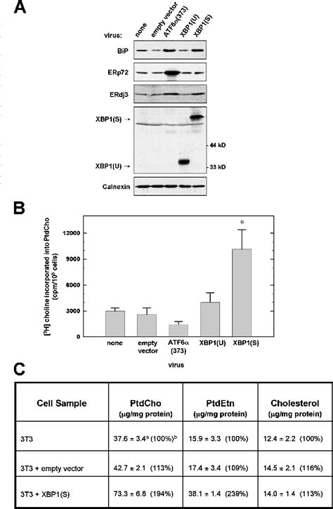 Protein Maturation Process માટે ઇમેજ પરિણામ