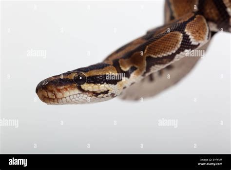 Python Regius Teeth Diagram に対する画像結果